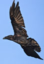 Corvus corax